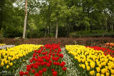 طبیعت بهاری تهران