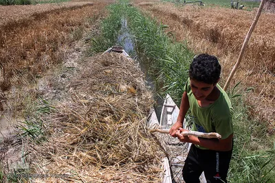 برداشت گندم از مزارع زیر آب شادگان 
