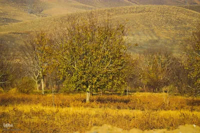 پاییز هزار رنگ ملایر