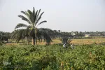 برداشت انگور در روستای غزاویه بزرگ