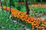 جشنواره لاله‌های آسارا‎‎
