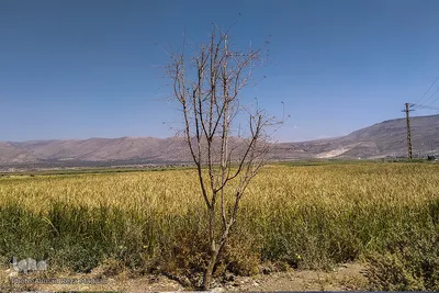 بحران خشکسالی در درودزن‎