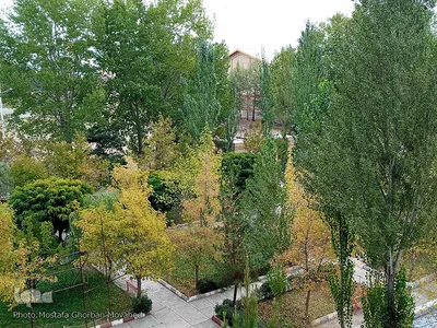 خودنمایی فصل خزان در اولین روزهای فصل پاییز