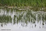تالاب قوری گول‎‎