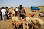 بازار گرمی گوشت قربانی در عید قربان – شهرستان اهر