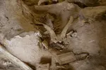 مراغه بهشت پستانداران ماقبل تاریخ‎‎