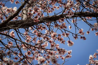 شکوفه های بهاری در زنجان