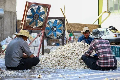 صادرات سیر؛ محصول پرخاصیت و معروف همدان