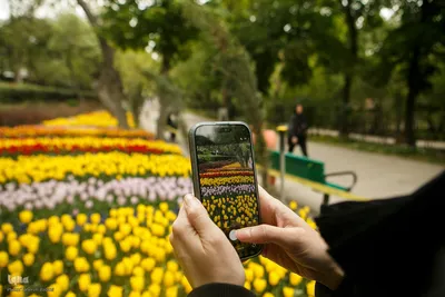 طبیعت بهاری تهران