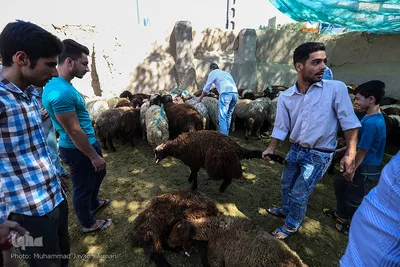 بازار گرم خرید قربانی در روز عید قربان