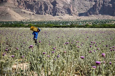 برداشت گیاه دارویی خارپنیری در استهبان فارس