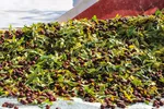 برداشت عناب در خراسان جنوبی