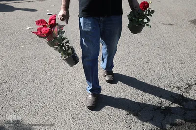 بازار گل شهید محلاتی در روز ملی گل