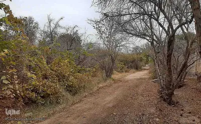 طبیعت پاییزی یزد در قاب تصویر