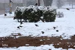 برف، رحمت الهی در سمنان
