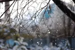 بارش اولین برف پاییزی در تبریز‎