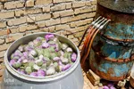 برداشت گیاه دارویی خارپنیری در استهبان فارس