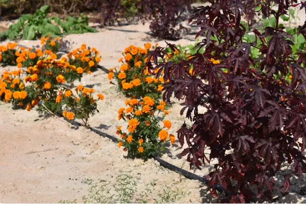 همکاری بوستان قرآنی قطر در توسعه باغ گیاهان رنگزا