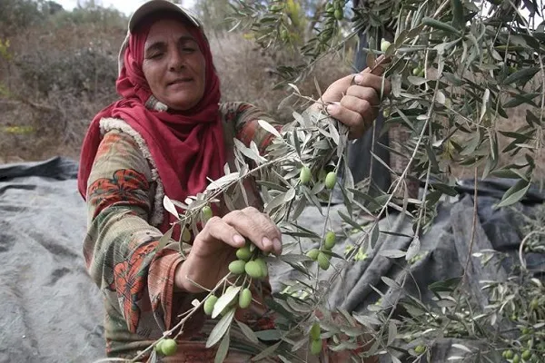 Batı Şeria’da zeytin hasadı ve Yahudi yerleşimci sorunu