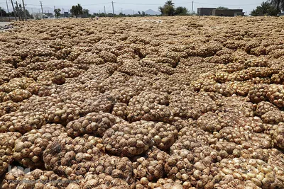 مرگ تدریجی پیازهای رها شده هرمز در روستای چراغ آباد بخش هشتبندی از توابع شهرستان«میناب» استان هرمزگان
