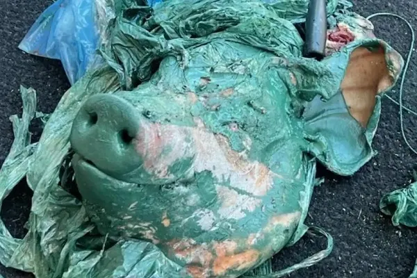 Pig’s Head Left outside Australian Mosque as Police Starts Investigation  