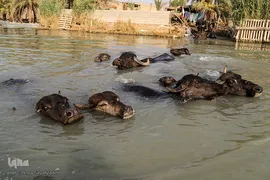 تالاب شادگان