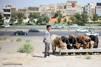 حال و هوای عید قربان در میادین عرضه دام شهر تبریز