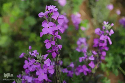 برداشت گل در حمیدیه
