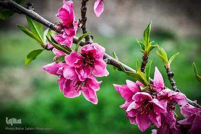 جلوه ای از زیبایی فصل بهار در بیرجند