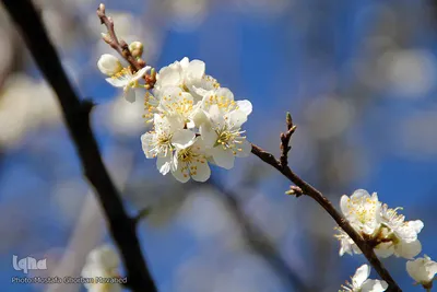 شکوفه های بهاری و طبیعت زیبای شهرستان اهر