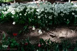 جشنواره لاله‌های آسارا‎‎