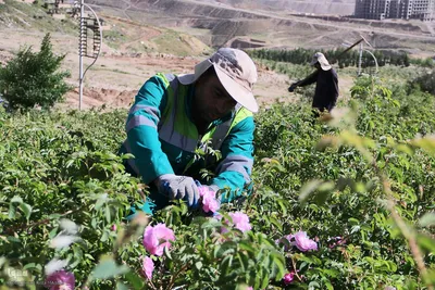 نخستین رویداد گلاب‌گیری سنتی در بوستان کوهستانی دراک شیراز