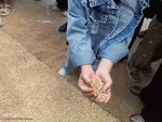 مراسم سنتی نیت کردن و توسل بر امام حسین(ع) با گندم شماری و نذر گندم در اهر