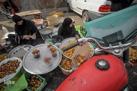 برداشت رطب و خارَک از نخلستان‌های شادگان
