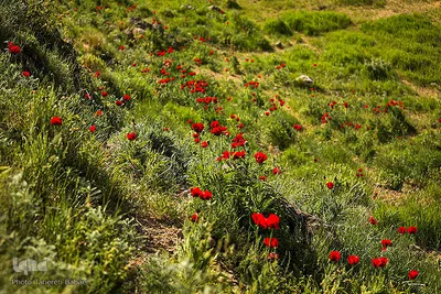 دشت شقایق‌های «رینه»