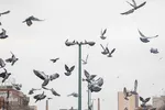 چهارراه کبوترها‎‎