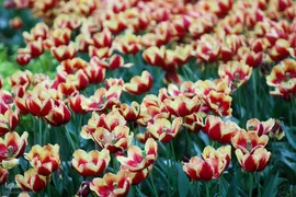 لاله زار بهاری در هیاهوی تهران