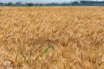 جشن شکرگزاری برداشت گندم‎