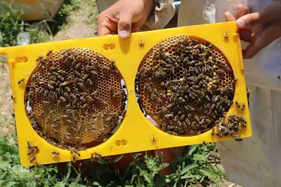 تولید عسل طبیعی از ارتفاعات و دامنه های سرسبز  شهرستان اهر