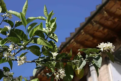بهار نارنج شیراز