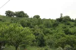 امام زاده ای در دل طبیعت بکر و جنگلی اهر