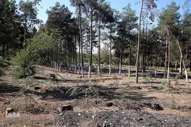 پارک جنگلی چیتگر