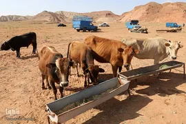 بازار خرید و فروش دام سبک و سنگین تبریز در آستانه عید سعید قربان