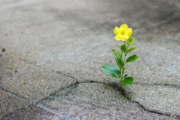 آنان که هرگز نمی‌میرند