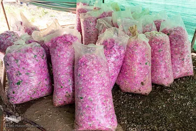 برداشت گل محمدی در گلستان‌های البرز