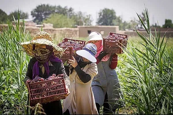 دستان پرتوان زنان روستایی شهرستان فنوج درکمک به اقتصاد خانوار