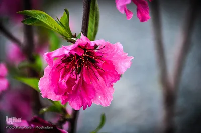جلوه ای از زیبایی فصل بهار در بیرجند