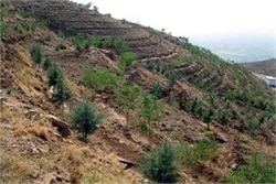 آزادسازی بیش از ۲ هکتار اراضی دولتی در رفسنجان