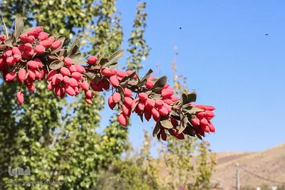 جشنواره ملی زرشک در خراسان جنوبی