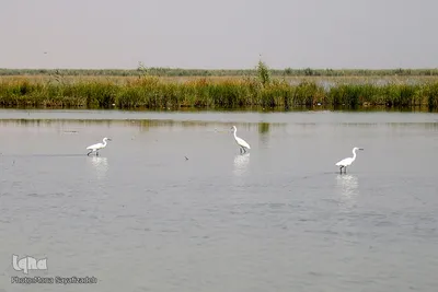 تالاب شادگان